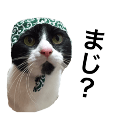 [LINEスタンプ] 実猫