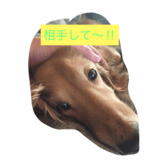 [LINEスタンプ] 愛犬 ジュニ2