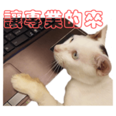 [LINEスタンプ] Limu The Cat