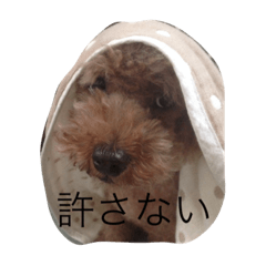 [LINEスタンプ] トイプー姉さん