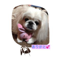 [LINEスタンプ] 我が家のペキニーズ✨