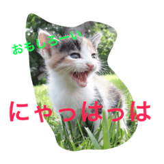 [LINEスタンプ] よく使う！ネコだらけスタンプニャー