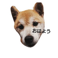 [LINEスタンプ] 我が家のドッグ