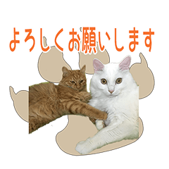 [LINEスタンプ] 白猫ミミィと後輩猫