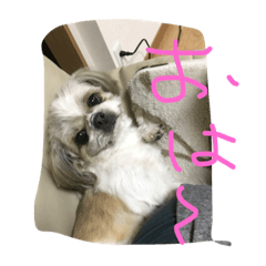 [LINEスタンプ] わんちゃんだよ