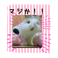 [LINEスタンプ] ラパンフレンズpart2