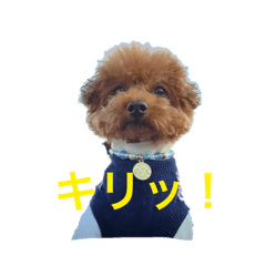 [LINEスタンプ] トイプードルジルの   使えるお返事パート5
