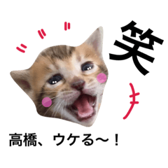 [LINEスタンプ] 高橋さん 猫スタンプ ねこ ベンガルの画像（メイン）