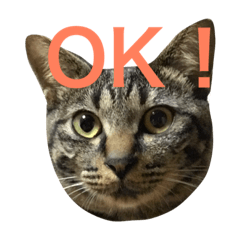 [LINEスタンプ] キジ猫ミミちゃん