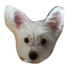 [LINEスタンプ] ぺーちゃん