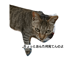 [LINEスタンプ] Feline routine