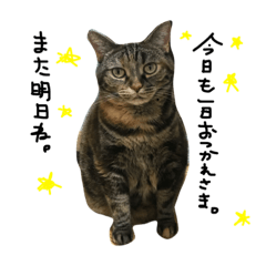 [LINEスタンプ] ぼーにゃん パート2