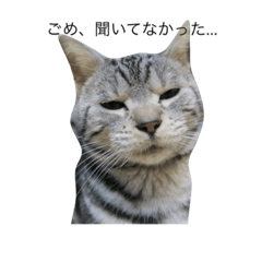 [LINEスタンプ] アメリカンショートヘアー あろまんさん。3