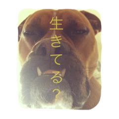 [LINEスタンプ] ハマダです…。