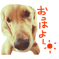 [LINEスタンプ] ゴールデン犬ティキくん