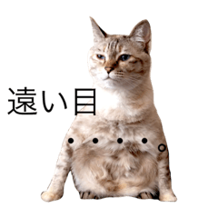 [LINEスタンプ] えだまめ猫