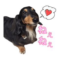 [LINEスタンプ] ダックスのウィッシュボーン