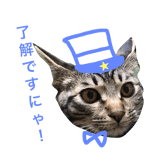 [LINEスタンプ] 妹んとこの猫〜叔母さんの愛が止まらない〜