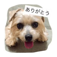 [LINEスタンプ] ルナの日常スタンプ