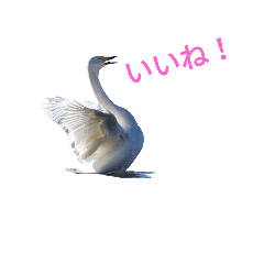 [LINEスタンプ] 野鳥