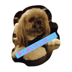 [LINEスタンプ] 夜の世界で生きる犬、ヴーヴの日常。