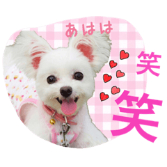 [LINEスタンプ] チワマル プッチ＆ポメマル リリィ MIX犬