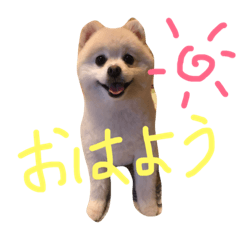 [LINEスタンプ] ポメラニアン ソラ