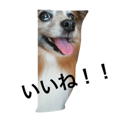 [LINEスタンプ] パピヨン1