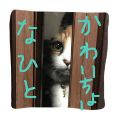 [LINEスタンプ] おきゃわなミイちゃん