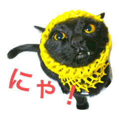 [LINEスタンプ] しえるとにゃこぽぅ 〜猫〜