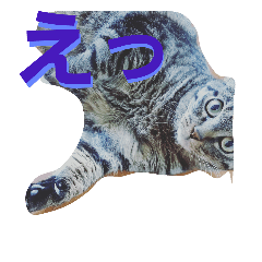 [LINEスタンプ] わたしのお猫
