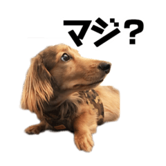 [LINEスタンプ] ミニチュアダックスフンドのマイロくん