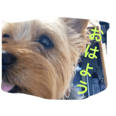 [LINEスタンプ] シシマルの生活2