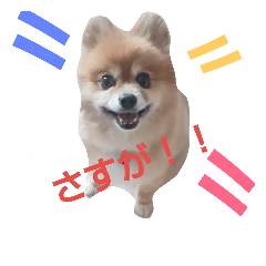 [LINEスタンプ] ポメラニアンDuffy 黒と赤 その3