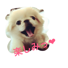 [LINEスタンプ] 天＆アンのペキニーズ兄妹