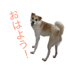 [LINEスタンプ] 雑種犬のふじまる
