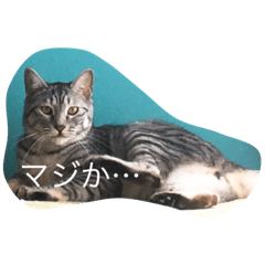 [LINEスタンプ] モモとキク