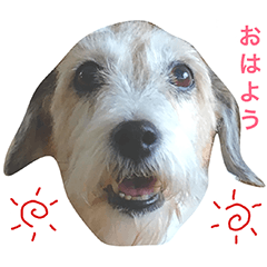 [LINEスタンプ] ジャックラッセルテリア犬 のはら