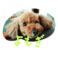 [LINEスタンプ] よもぎのスタンプやぞ