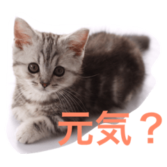 [LINEスタンプ] 銀＆コウスタンプ