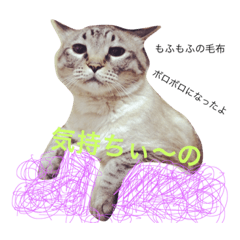 [LINEスタンプ] ととにゃん 2