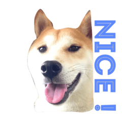 [LINEスタンプ] Luffy the shibainu fun life