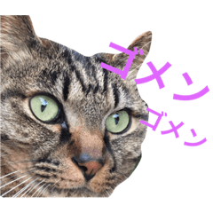 [LINEスタンプ] うちのネコチャンズ