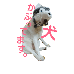 [LINEスタンプ] 犬の幸せな日々。