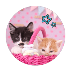 [LINEスタンプ] 子猫のニイルときなこ