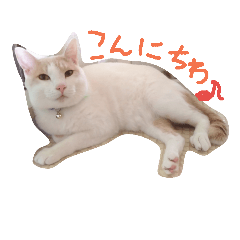 [LINEスタンプ] シロマメ