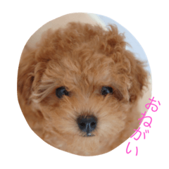 [LINEスタンプ] ニコの気持ち