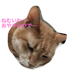 [LINEスタンプ] ねこやろ…