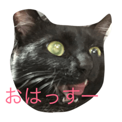 [LINEスタンプ] 黒い猫が来た！