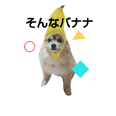 [LINEスタンプ] ポメラニアンDuffy黒と赤 その1